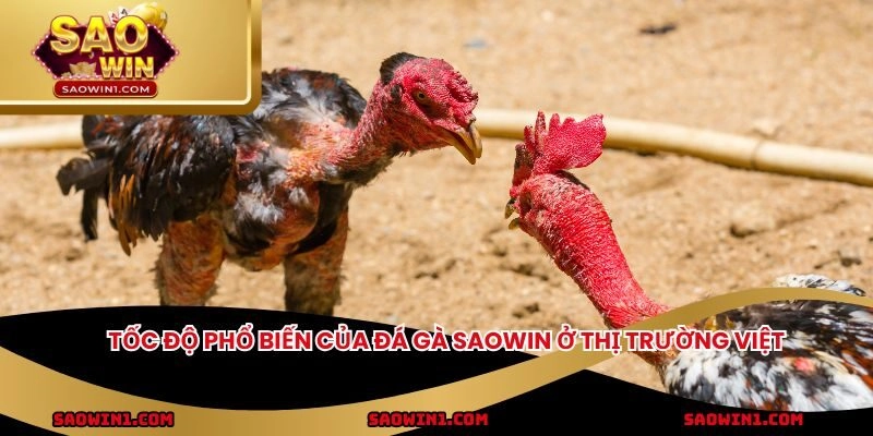 Tốc độ phổ biến của đá gà Saowin ở thị trường Việt